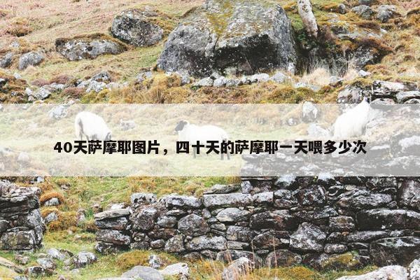 40天萨摩耶图片，四十天的萨摩耶一天喂多少次