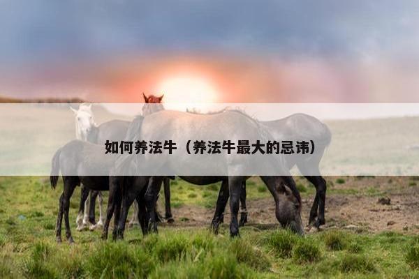 如何养法牛（养法牛最大的忌讳）