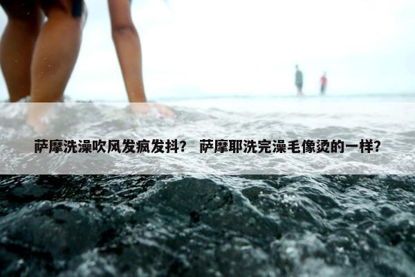 萨摩洗澡吹风发疯发抖？ 萨摩耶洗完澡毛像烫的一样？