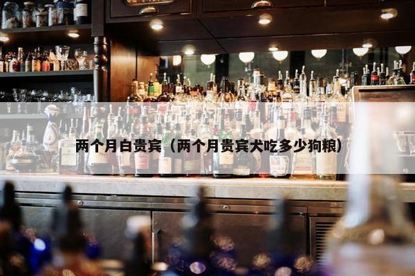 两个月白贵宾（两个月贵宾犬吃多少狗粮）