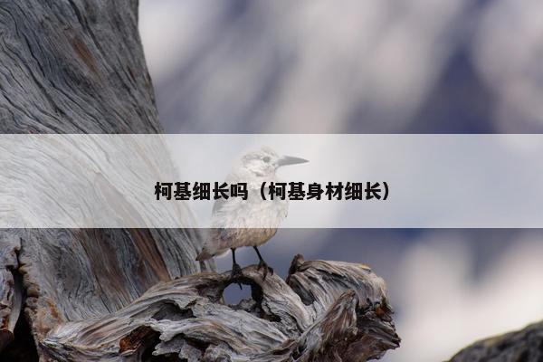 柯基细长吗（柯基身材细长）