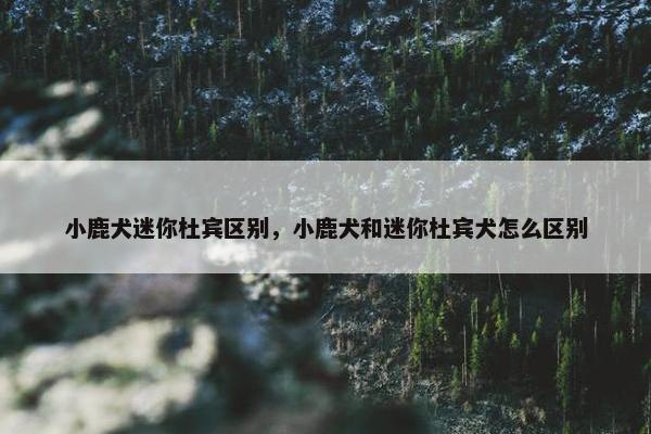小鹿犬迷你杜宾区别，小鹿犬和迷你杜宾犬怎么区别