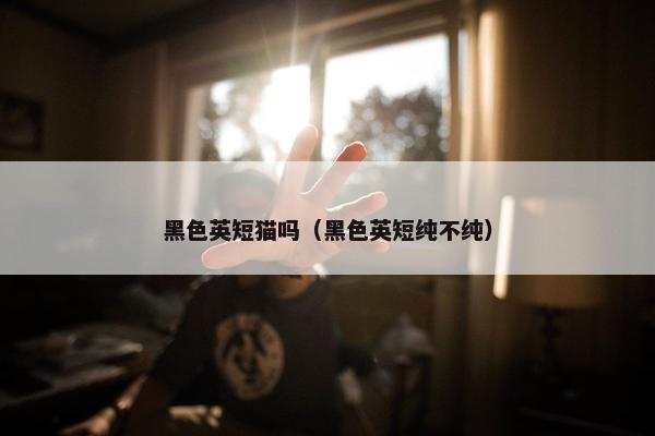 黑色英短猫吗（黑色英短纯不纯）