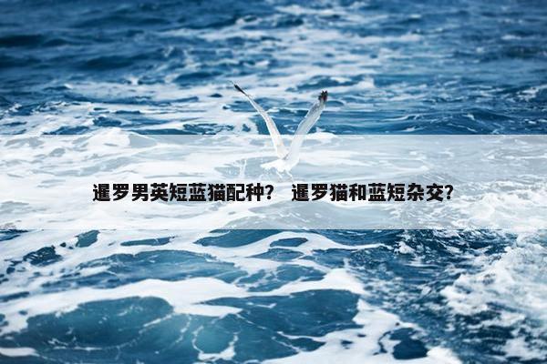 暹罗男英短蓝猫配种？ 暹罗猫和蓝短杂交？