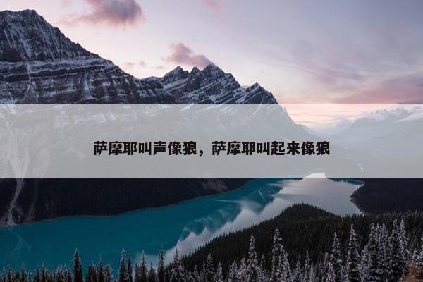 萨摩耶叫声像狼，萨摩耶叫起来像狼