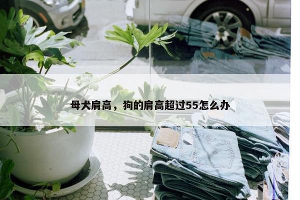 母犬肩高，狗的肩高超过55怎么办