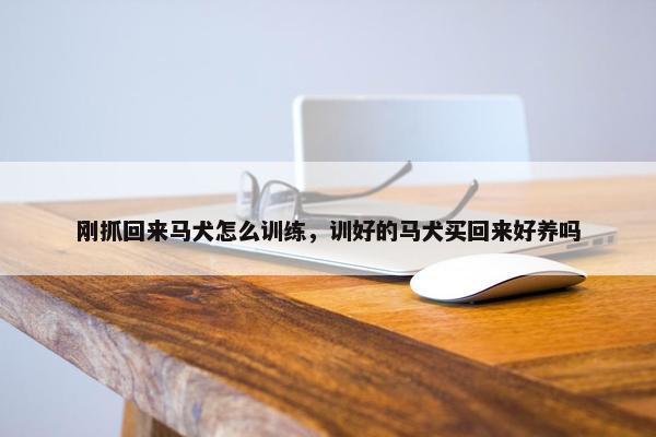 刚抓回来马犬怎么训练，训好的马犬买回来好养吗