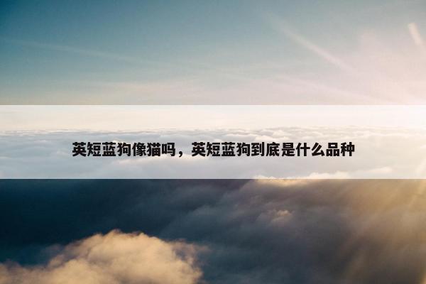 英短蓝狗像猫吗，英短蓝狗到底是什么品种