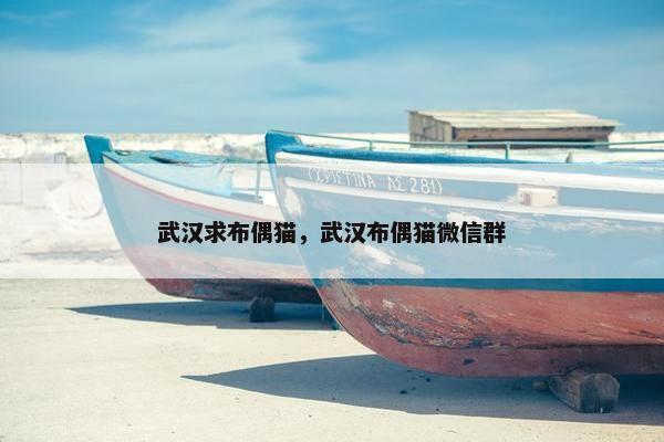 武汉求布偶猫，武汉布偶猫微信群