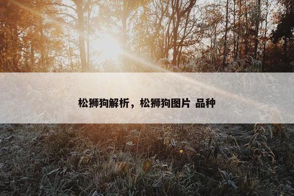 松狮狗解析，松狮狗图片 品种