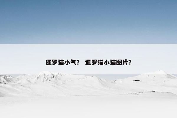 暹罗猫小气？ 暹罗猫小猫图片？