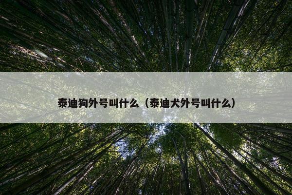 泰迪狗外号叫什么（泰迪犬外号叫什么）