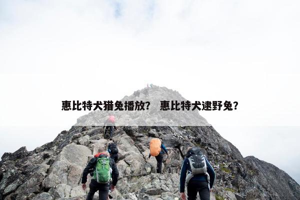 惠比特犬猎兔播放？ 惠比特犬逮野兔？
