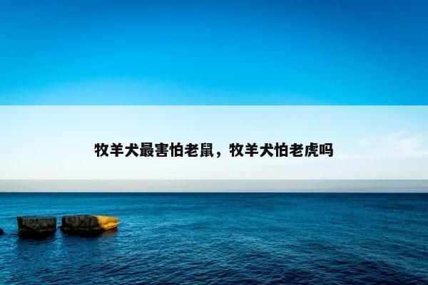牧羊犬最害怕老鼠，牧羊犬怕老虎吗