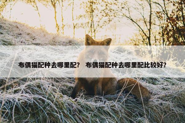 布偶猫配种去哪里配？ 布偶猫配种去哪里配比较好？