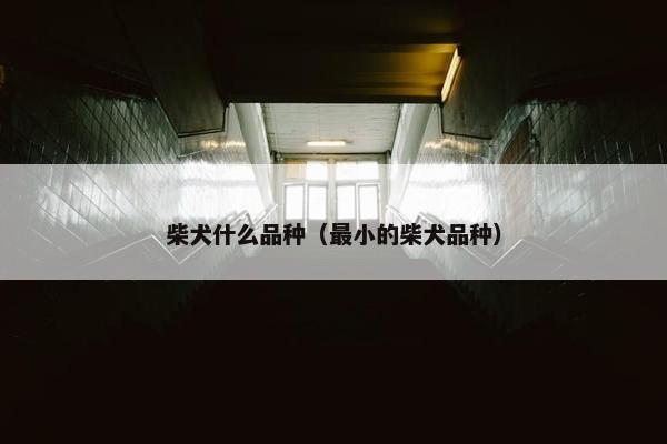 柴犬什么品种（最小的柴犬品种）