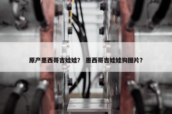 原产墨西哥吉娃娃？ 墨西哥吉娃娃狗图片？
