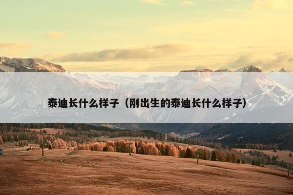 泰迪长什么样子（刚出生的泰迪长什么样子）
