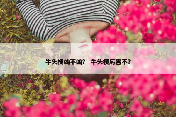 牛头梗凶不凶？ 牛头梗厉害不？