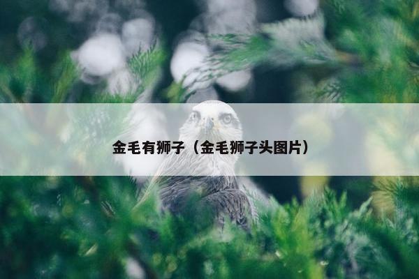 金毛有狮子（金毛狮子头图片）