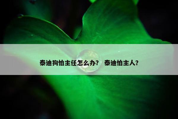 泰迪狗怕主任怎么办？ 泰迪怕主人？