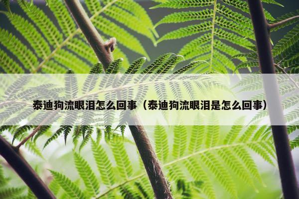 泰迪狗流眼泪怎么回事（泰迪狗流眼泪是怎么回事）