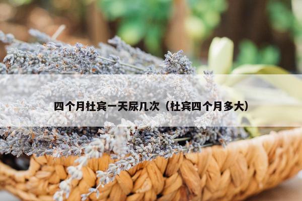 四个月杜宾一天尿几次（杜宾四个月多大）