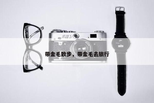 带金毛散步，带金毛去旅行
