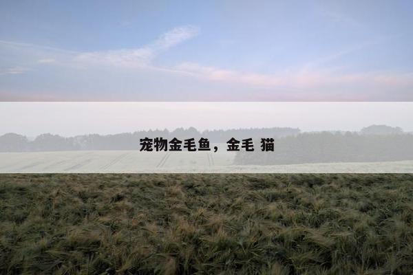 宠物金毛鱼，金毛 猫