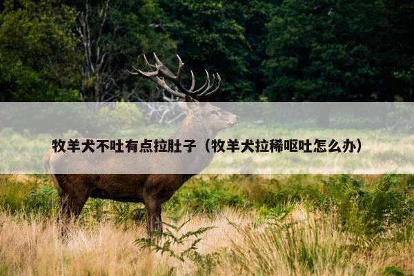 牧羊犬不吐有点拉肚子（牧羊犬拉稀呕吐怎么办）