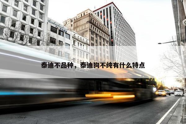 泰迪不品种，泰迪狗不纯有什么特点
