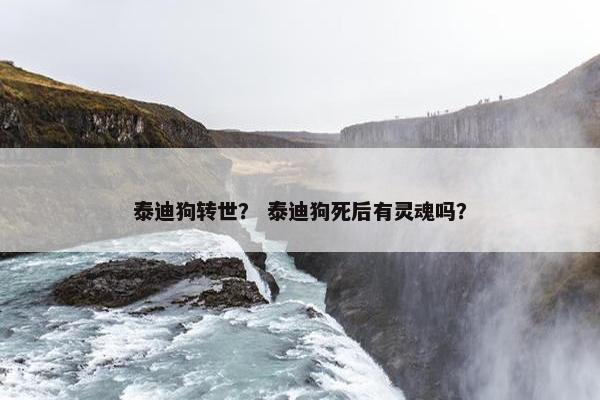 泰迪狗转世？ 泰迪狗死后有灵魂吗？