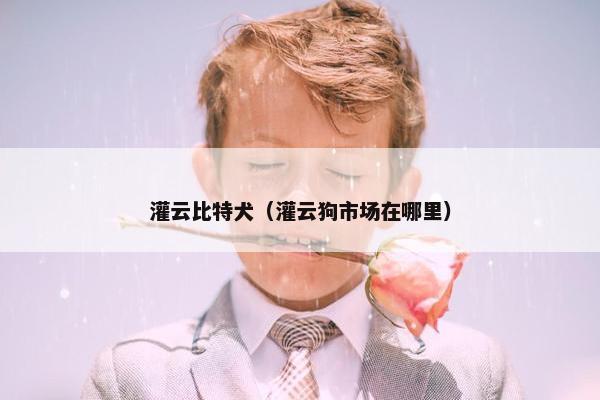 灌云比特犬（灌云狗市场在哪里）