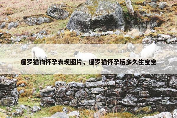 暹罗猫狗怀孕表现图片，暹罗猫怀孕后多久生宝宝