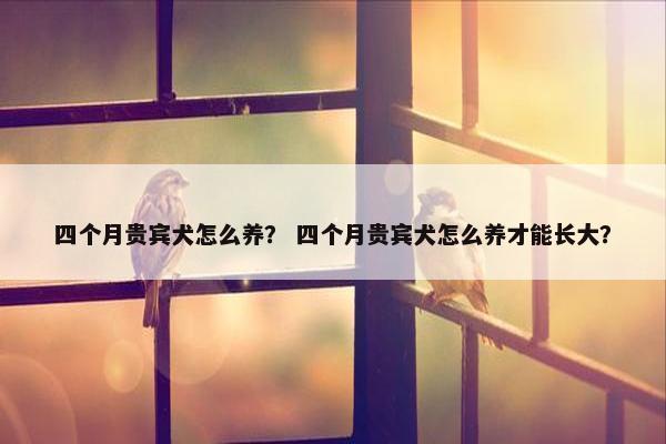 四个月贵宾犬怎么养？ 四个月贵宾犬怎么养才能长大？