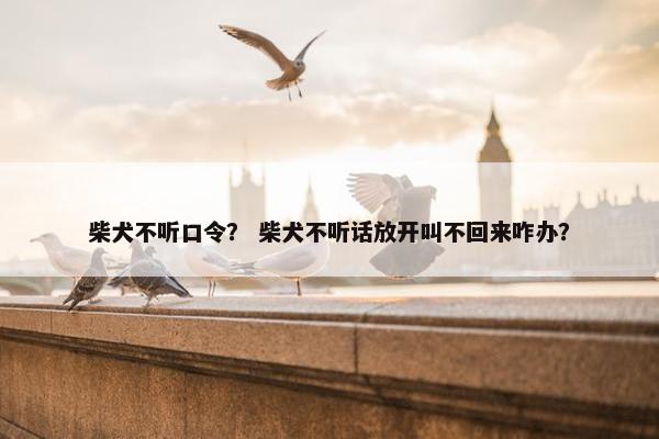 柴犬不听口令？ 柴犬不听话放开叫不回来咋办？