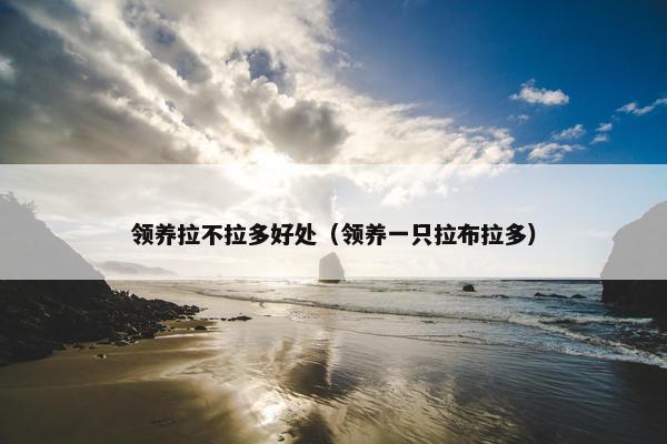 领养拉不拉多好处（领养一只拉布拉多）