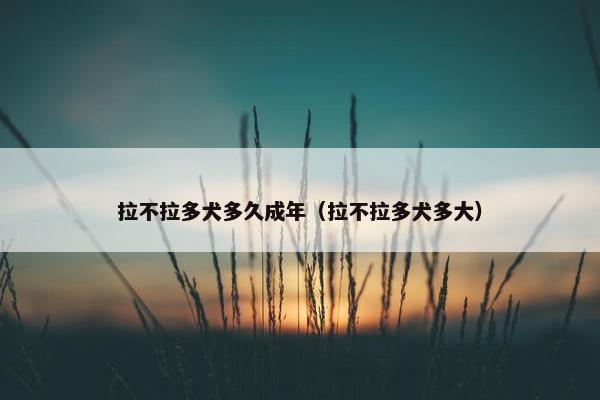 拉不拉多犬多久成年（拉不拉多犬多大）