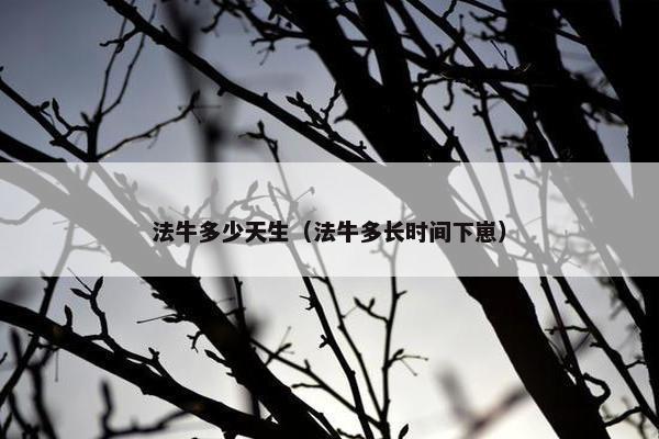 法牛多少天生（法牛多长时间下崽）