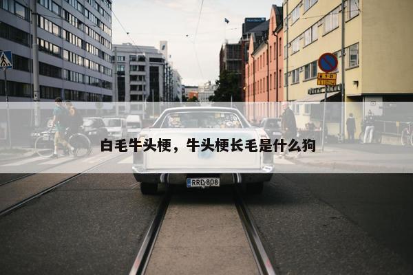 白毛牛头梗，牛头梗长毛是什么狗