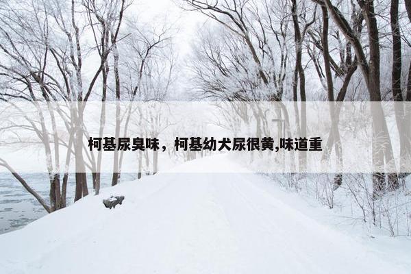 柯基尿臭味，柯基幼犬尿很黄,味道重