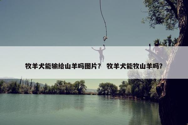 牧羊犬能输给山羊吗图片？ 牧羊犬能牧山羊吗？