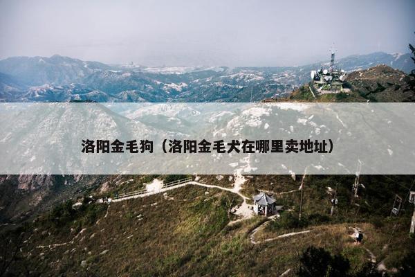 洛阳金毛狗（洛阳金毛犬在哪里卖地址）