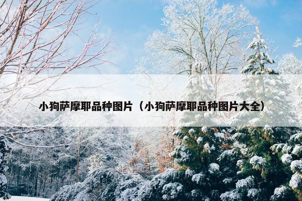 小狗萨摩耶品种图片（小狗萨摩耶品种图片大全）