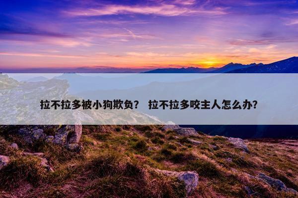 拉不拉多被小狗欺负？ 拉不拉多咬主人怎么办？