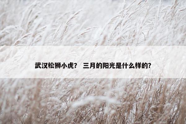武汉松狮小虎？ 三月的阳光是什么样的？