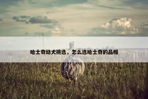 哈士奇幼犬挑选，怎么选哈士奇的品相