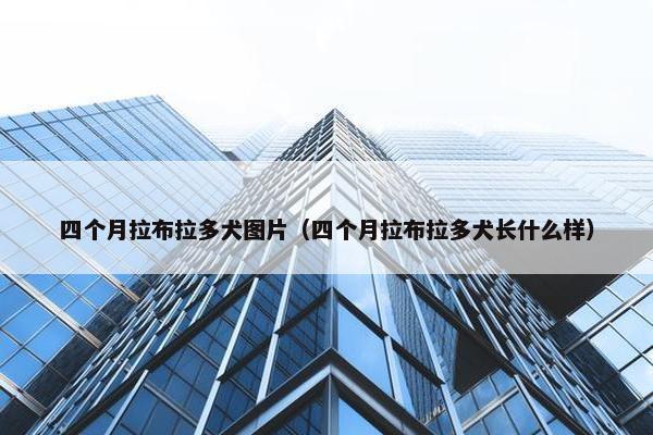 四个月拉布拉多犬图片（四个月拉布拉多犬长什么样）