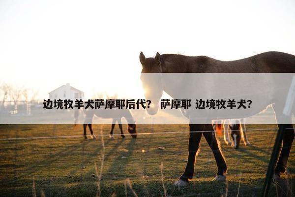 边境牧羊犬萨摩耶后代？ 萨摩耶 边境牧羊犬？
