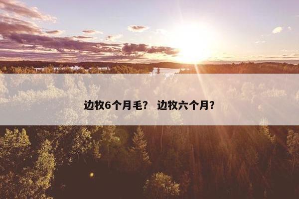 边牧6个月毛？ 边牧六个月？